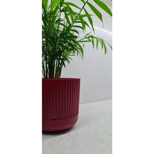 Γλάστρα nostalgia