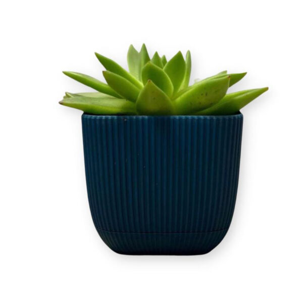 Γλαστράκι για κακτάκι τετράγωνο με πιάτο coral